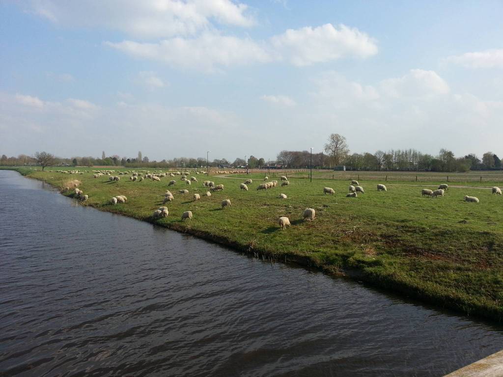 ecologische zone schapen 20130425